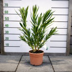  Oleander obyčajný (Nerium oleander) ‘BIANCO’- výška  60-70 cm cm, kont. C3L 